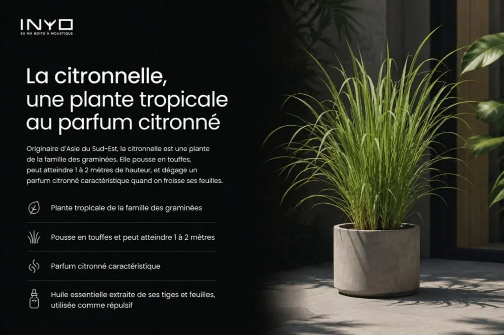citronnelle c'est quoi?
