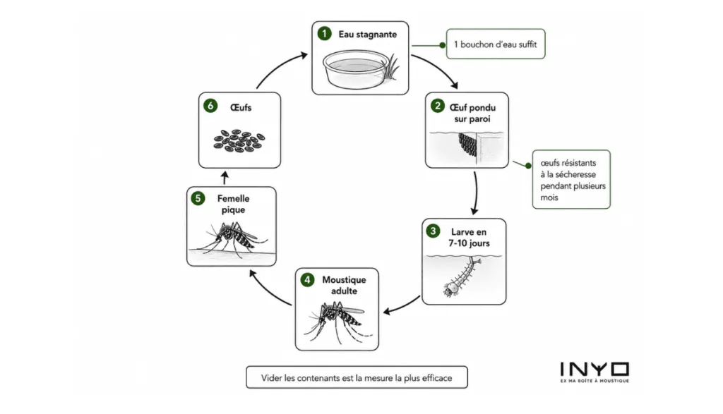 Cycle de reproduction du moustique, de l’eau stagnante aux œufs, larves puis moustique adulte