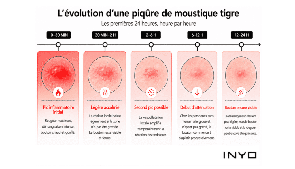 schéma explicatif de l'évolution d'une piqure de moustique