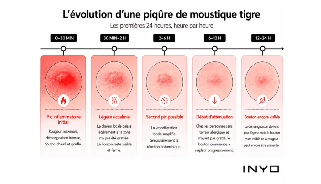 schéma explicatif de l'évolution d'une piqure de moustique