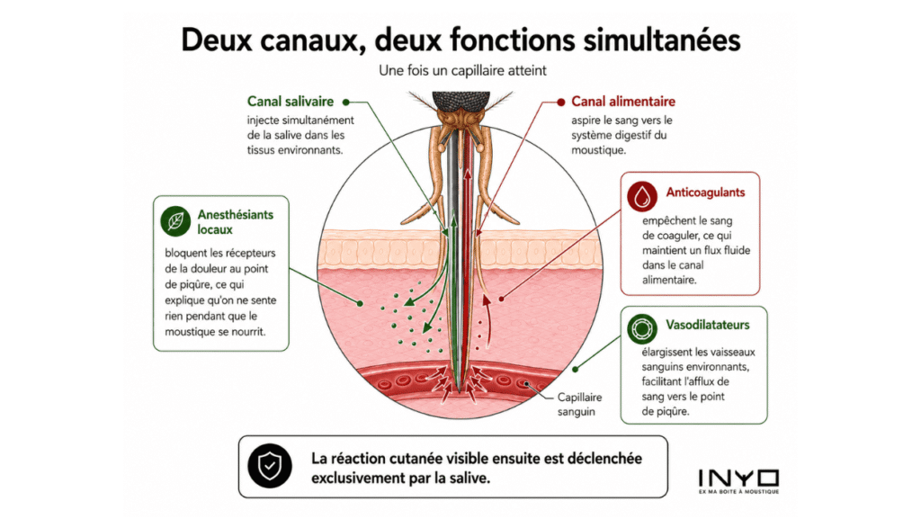 Schéma des deux canaux de la trompe du moustique, aspiration du sang et injection de salive