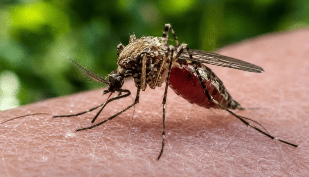 Moustique posé sur la peau