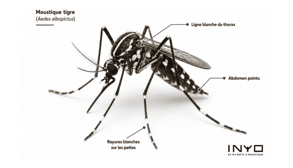 schéma du moustique tigre